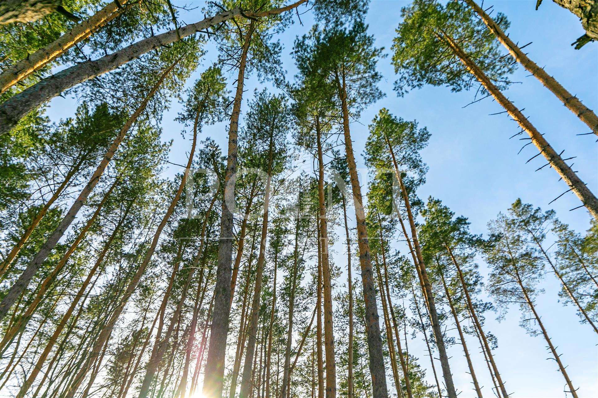 поселок сосны николина гора